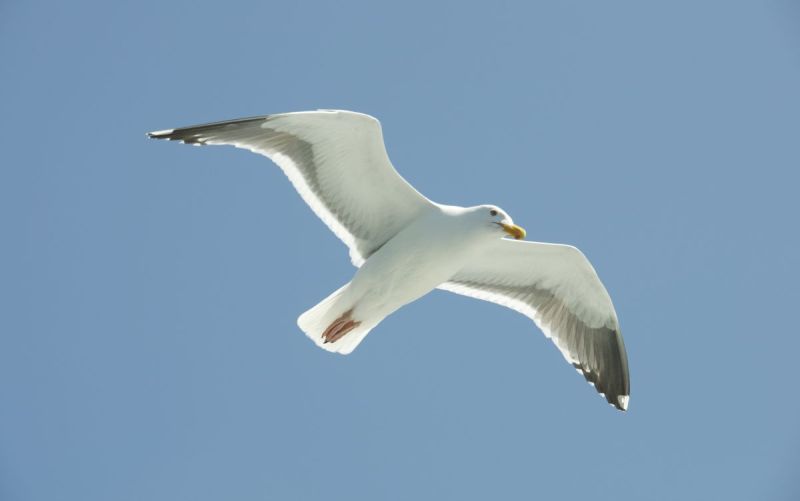 5 πράγματα που μου έμαθε όταν ήμουν μικρή ο Γλάρος Ιωνάθαν