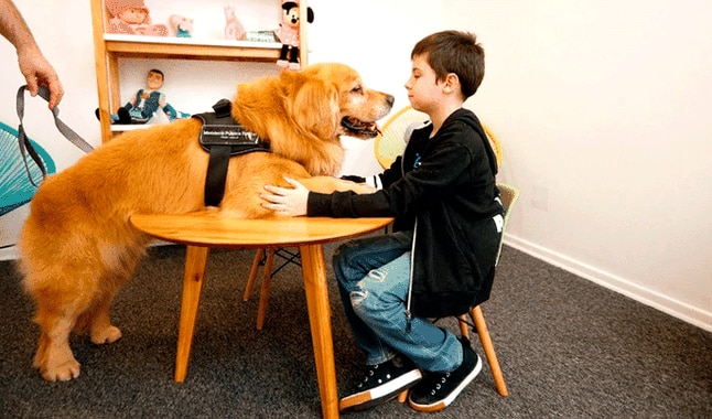 VIDEO | Ο Τιτάν είναι ο πρώτος σκύλος θεραπευτής για κακοποιημένα παιδιά