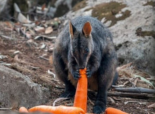 Πετούν από ελικόπτερα καρότα και πατάτες στα ζώα που λιμοκτονούν στην Αυστραλία