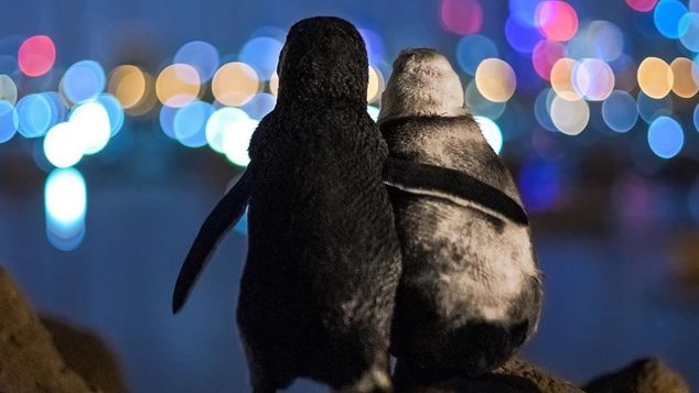 Η φωτογραφία των δύο χήρων πιγκουίνων που αγκαλιάζονται: «Ο πόνος τους έφερε μαζί»