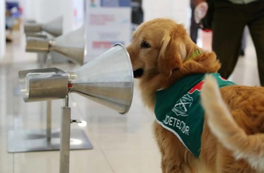 Ιταλία: Άνοιγμα των σχολείων με σκύλους που μυρίζουν τον κορονοϊό