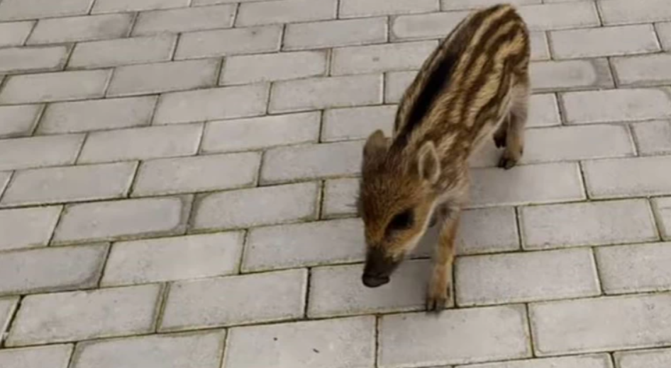 Μαντώ το αγριογουρουνάκι: Αυτή είναι η μασκότ στην πλατεία Σπερχειάδας [Βίντεο]