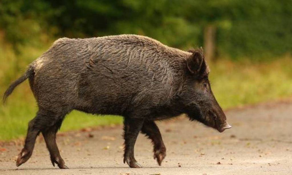 Κηφισιά: Αγριογούρουνο απείλησε μητέρα με μωρό στο καρότσι