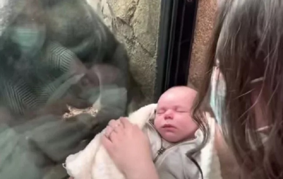 Μαμά – γορίλας “λιώνει” με το μωρό επισκεπτών – Συγκινεί η σκηνή που “συστήνει” το γιο της