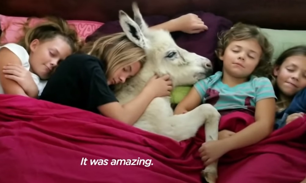 Ένα γαϊδουράκι που είναι μέλος μιας μεγάλης οικογένειας