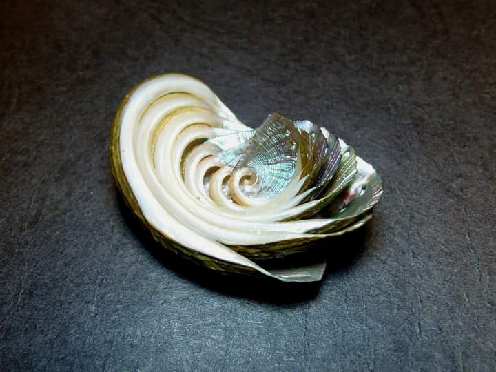 Συλλέκτες κοχυλιών, από 13 έως 85 ετών, από Θεσσαλονίκη μέχρι Κρήτη