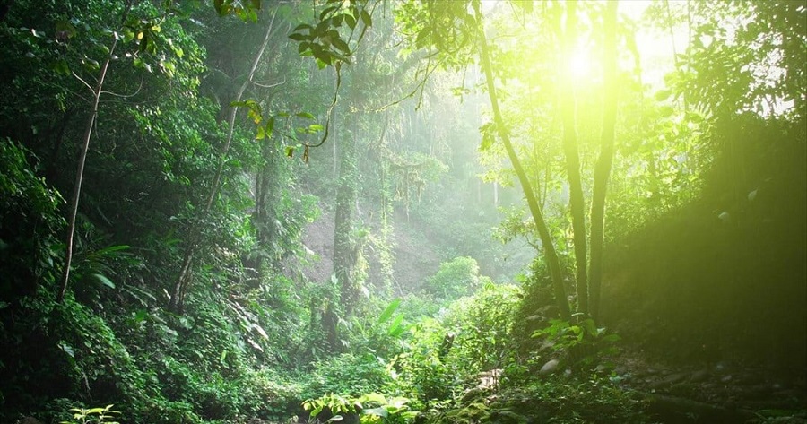 Θρηνούμε τους ανθρώπους αλλά όχι τα δέντρα