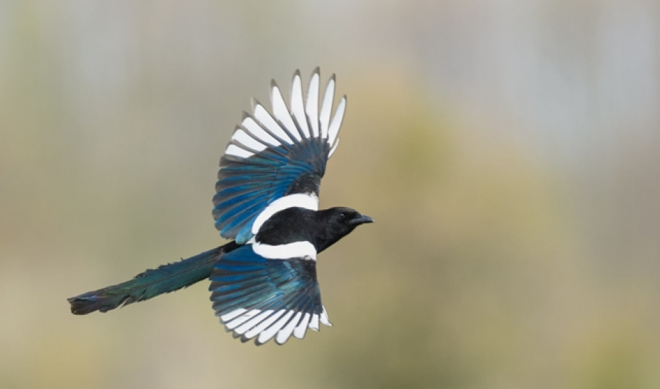 Ασύλληπτη τραγωδία στην Αυστραλία: Βρέφος πέθανε μετά από επίθεση καρακάξας