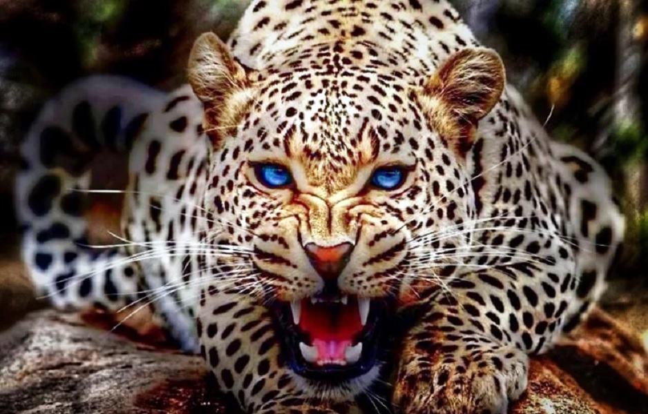 Λεοπάρδαλη μπήκε σε σχολική τάξη στην Ινδία