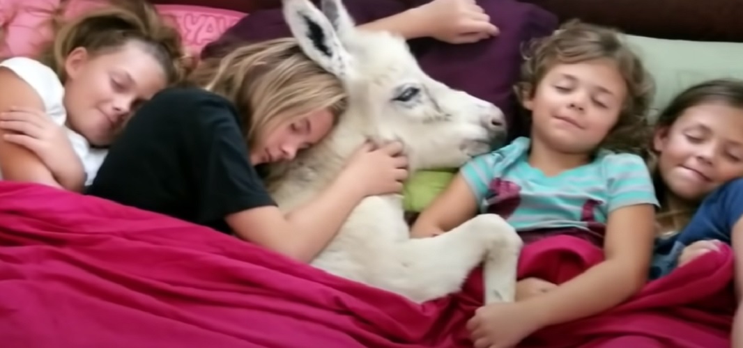 Ένα γαϊδουράκι παίρνει τον υπνάκο του στο κρεβάτι της οικογένειας