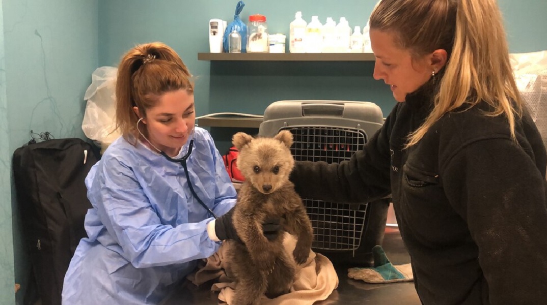 "Θωμάς, ο survivor": Επέζησε το ορφανό αρκουδάκι στη Φλώρινα που είχε χάσει τη μαμά του