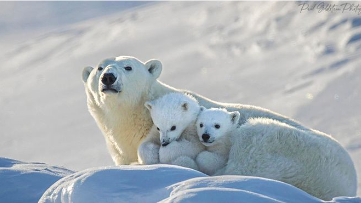 Μαμά πολική αρκούδα και τα μωρά της σε τρυφερές στιγμές από τον Paul Goldstein