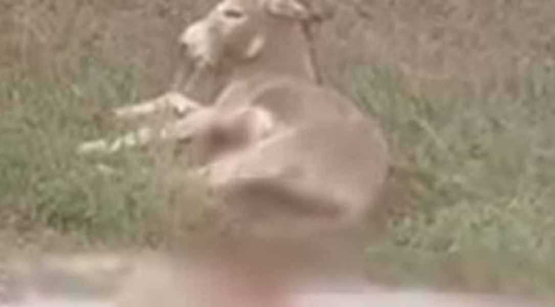 Παύεται από τα καθήκοντά του ο αντιδήμαρχος που έσερνε το γαϊδουράκι με το αγροτικό