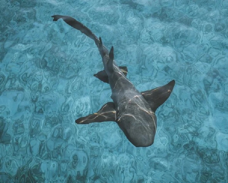 Επίθεση καρχαριών σε 8χρονο στις Μπαχάμες - «Ήταν σαν σκηνή από το Jaws»