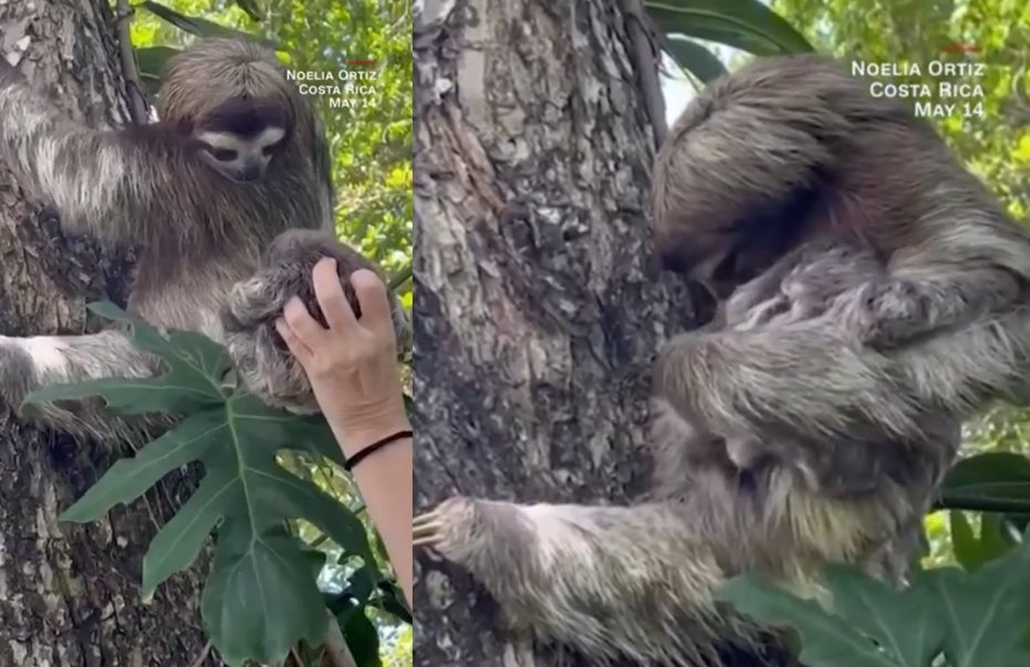 Μικρός βραδύποδας κλαίει την ώρα που ξανασυναντά τη μαμά του - Εκείνη τον «αγκαλιάζει»