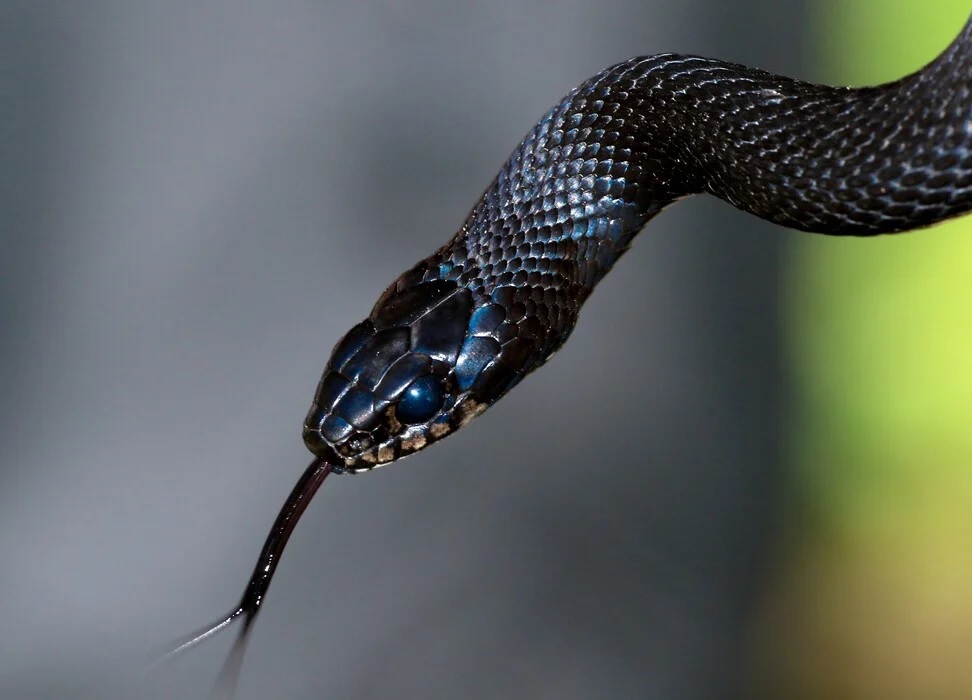 Φωλιά με φίδια μέσα σε νηπιαγωγείο στον Λαγκαδά