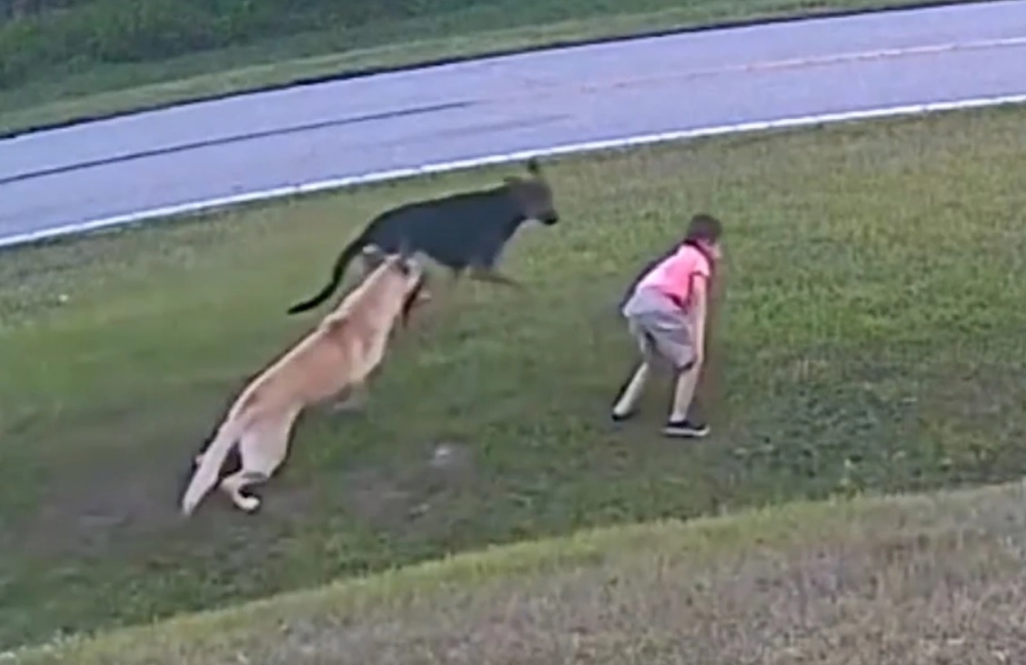 Γερμανικός ποιμενικός σώζει 6χρονο από επίθεση άλλου σκύλου