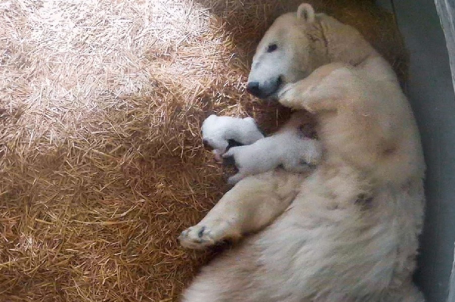 Πολική αρκούδα γέννησε δίδυμα στον ζωολογικό κήπο του Τολέδο