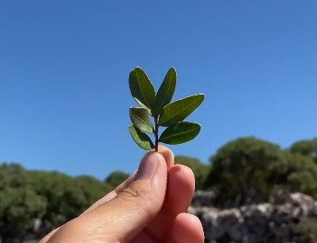 Η Μαστίχα ενώνει γενιές!