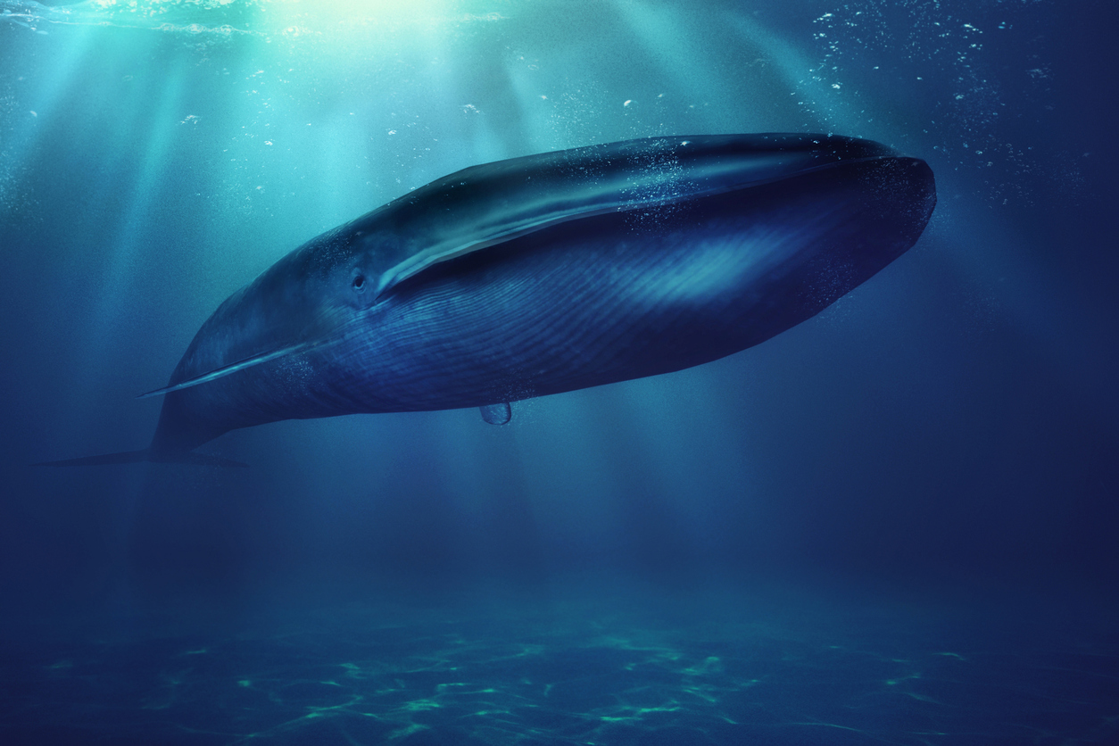 «Blue Whales: Return of the Giants»: Ένα ντοκιμαντέρ για την επιστροφή των μπλε φαλαινών
