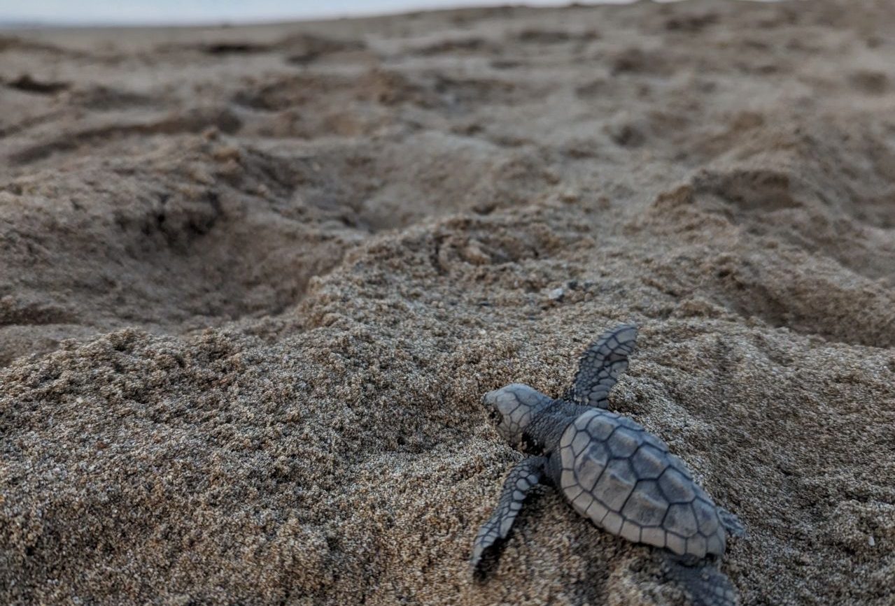 Εξερεύνησε μαζί με τα παιδιά μια παραλία ωοτοκίας της θαλάσσιας χελώνας Καρέττα σε Πελοπόννησο και Κρήτη