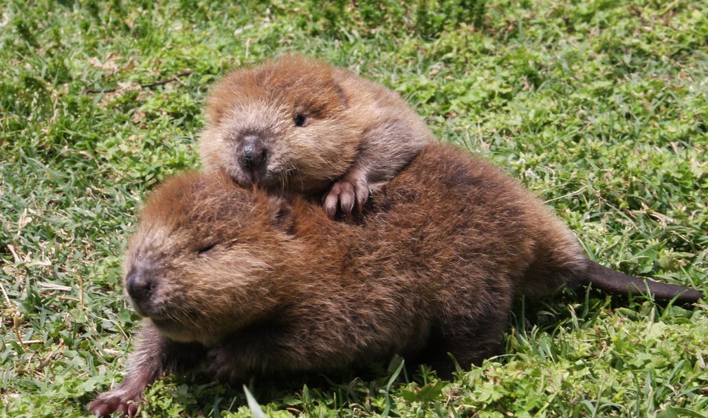 Μωρό κάστορας χτίζει φράγμα για να ηρεμήσει από τη συγκάτοικό της - Το απολαυστικό βίντεο