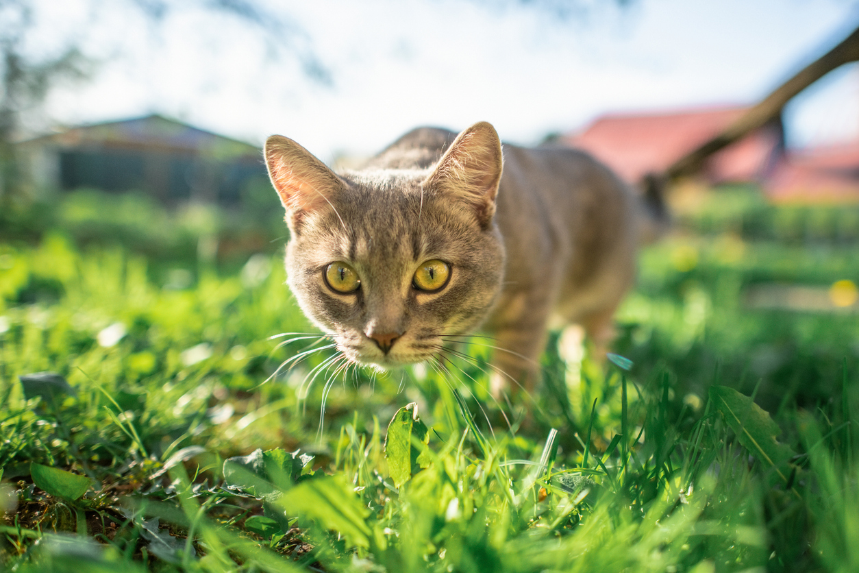 Στη Γλυφάδα έφτιαξαν ένα μικρό χωριουδάκι για αδέσποτες γάτες