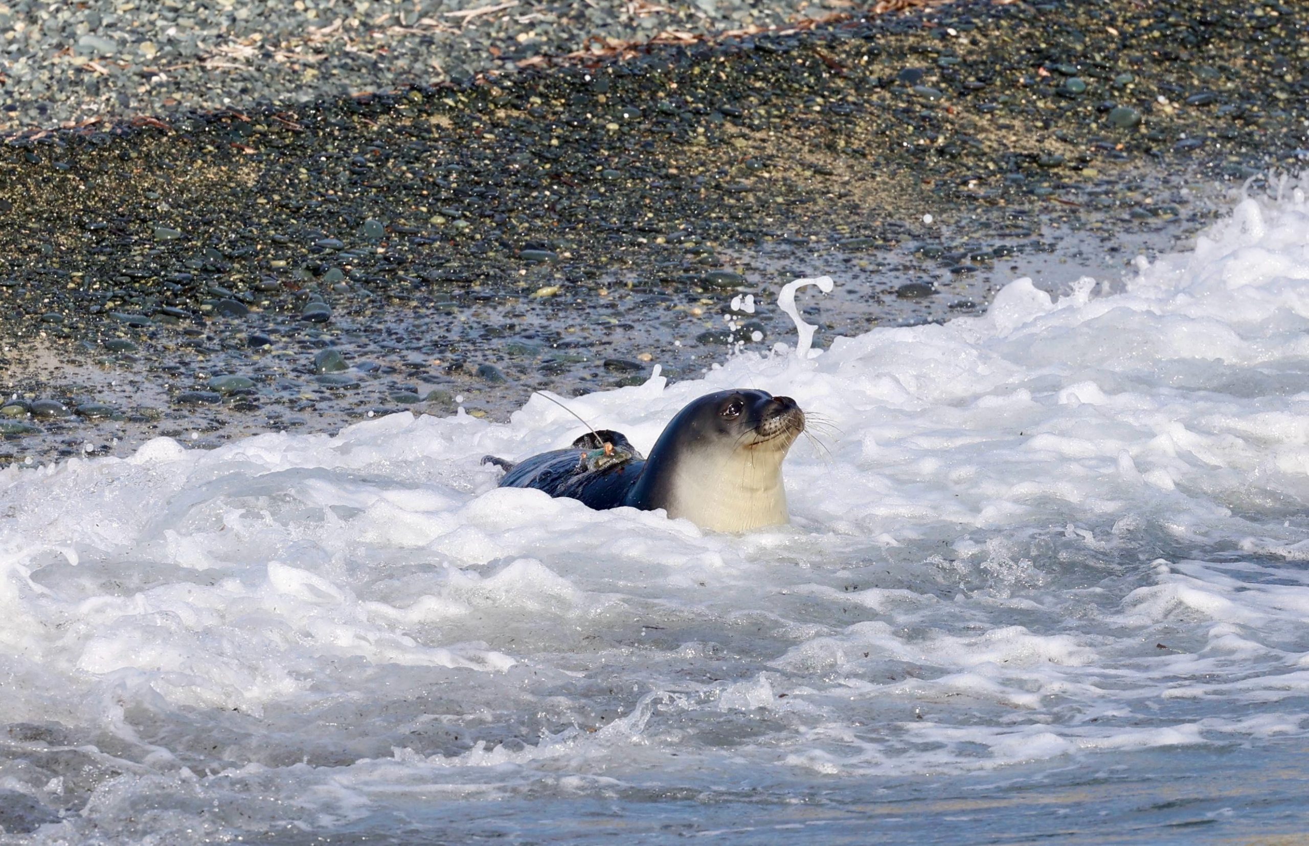 Ένα βήμα μπροστά για την προστασία της Μεσογειακής Φώκιας «Monachus Monachus»
