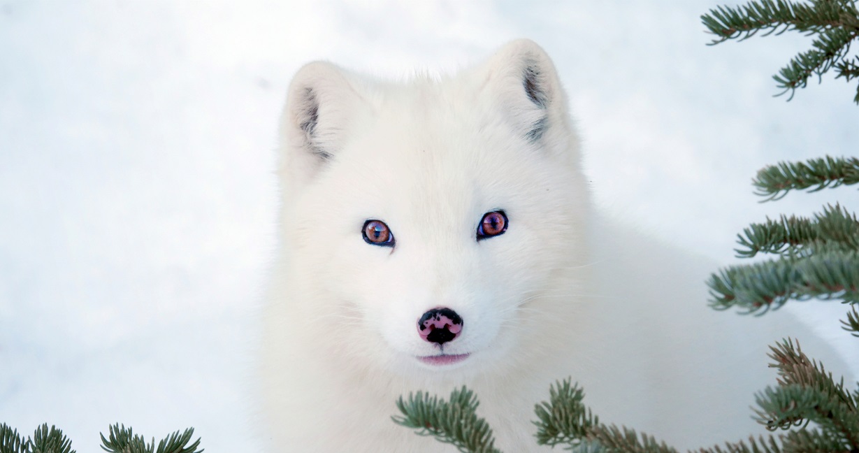 Τα Αλεπουδάκια: Μια ταινία για τον δεσμό της οικογένειας σε έναν κόσμο που αλλάζει