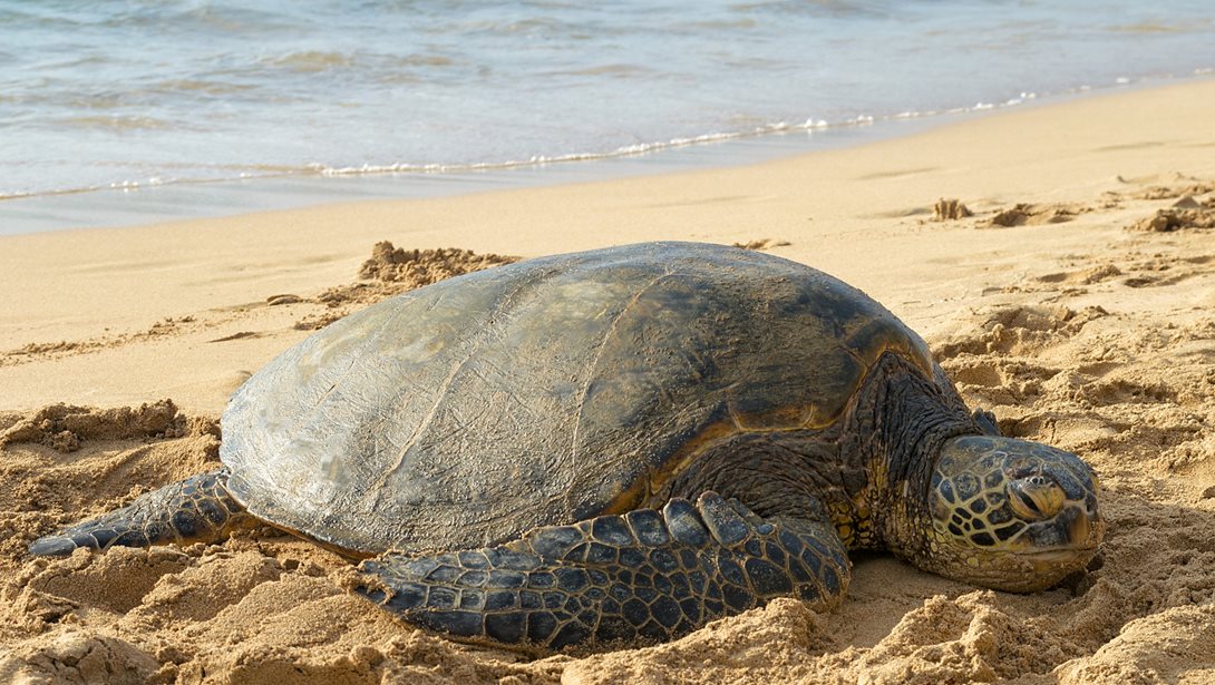 Πώς μια ομάδα μικρών μαθητών κατάφερε να διασώσει μια χελώνα Caretta caretta