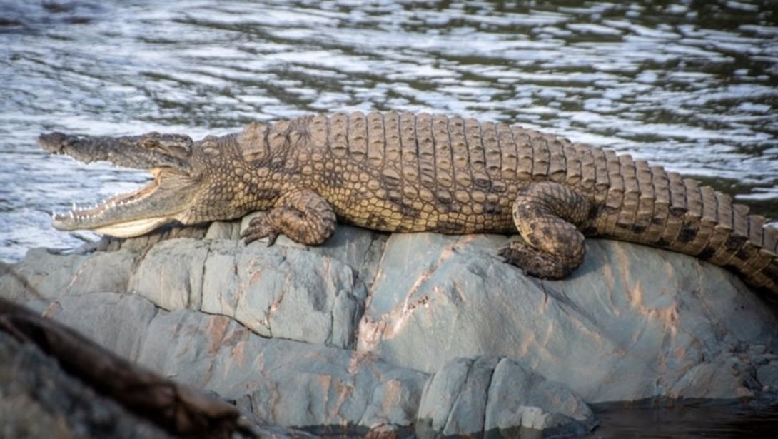 Ινδονησία: Κροκόδειλος κατασπάραξε 10χρονο αγόρι σε ποτάμι