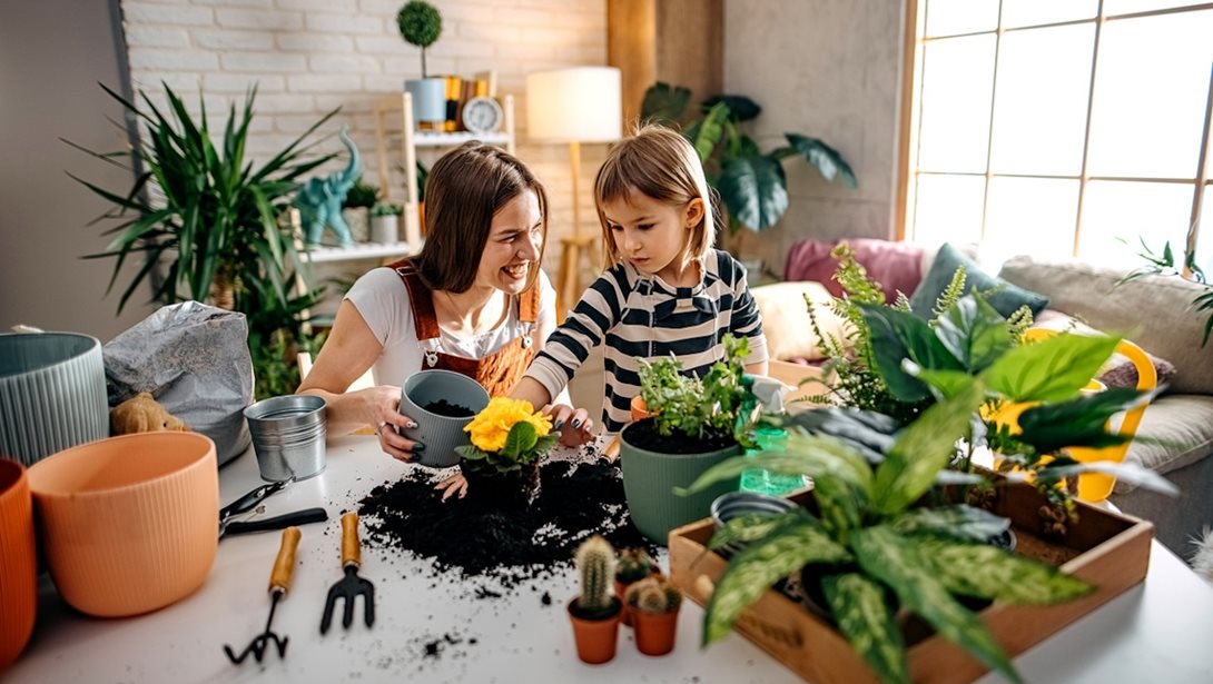 Αυτό το φυτό που φέρνει τύχη αλλά όλοι είχαν ξεχάσει, επιστρέφει στα σπίτια μας το 2026