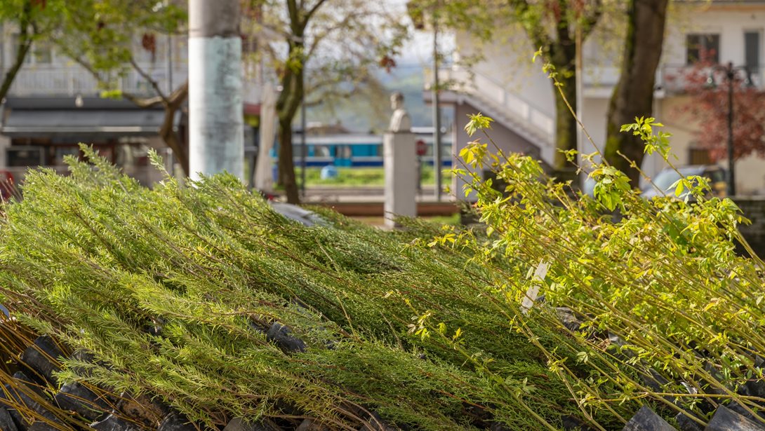 Η δενδροφύτευση στον Δήμο Σιντικής μας ενέπνευσε να μιλήσουμε στα παιδιά για τη σημασία ενός πιο βιώσιμου μέλλοντος