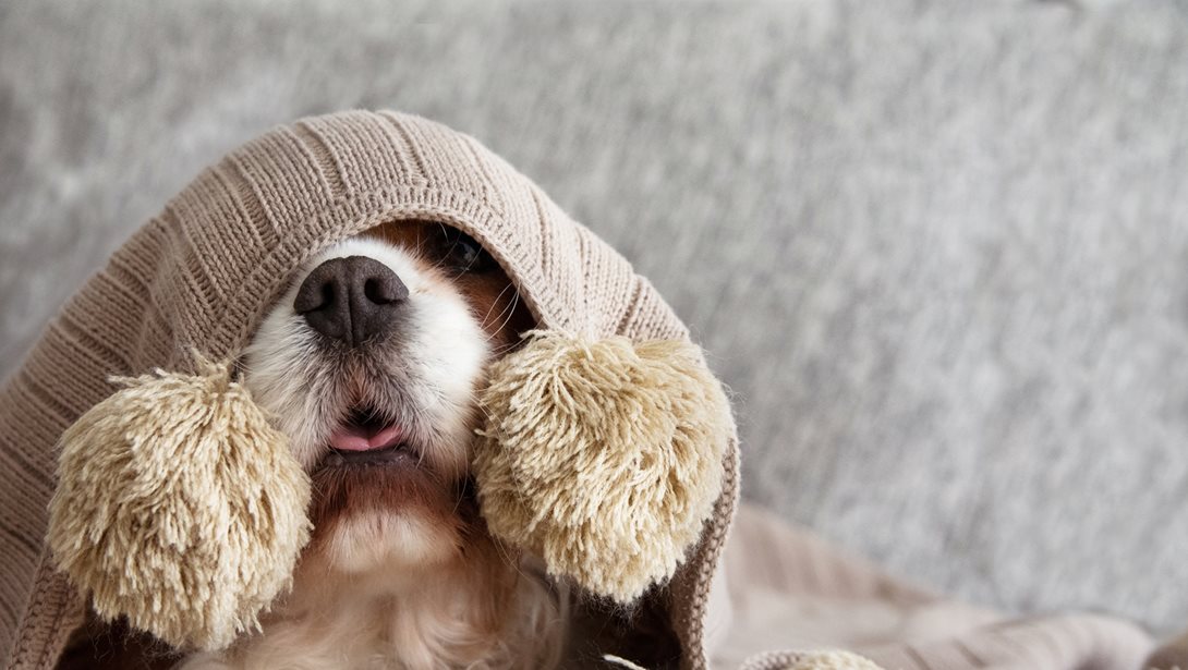 Αθόρυβα πυροτεχνήματα: Η νέα πρωτοβουλία της Ειδικής Γραμματείας για την Προστασία των Ζώων Συντροφιάς