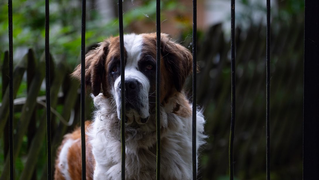 "Έχει παντού τρυπούλες": Άγρια επίθεση σκύλου σε 12χρονο