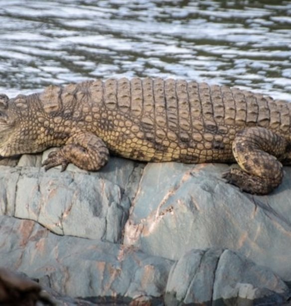 Ινδονησία: Κροκόδειλος κατασπάραξε 10χρονο αγόρι σε ποτάμι