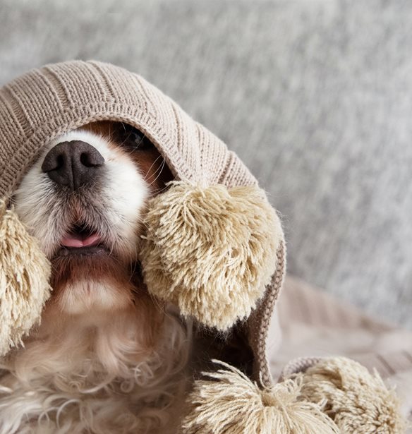 Αθόρυβα πυροτεχνήματα: Η νέα πρωτοβουλία της Ειδικής Γραμματείας για την Προστασία των Ζώων Συντροφιάς