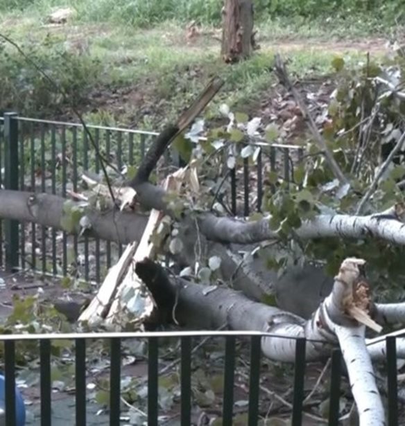 Δέντρο έπεσε σε παιδική χαρά στο Χαϊδάρι - Στο σημείο βρισκόταν μικρό παιδί