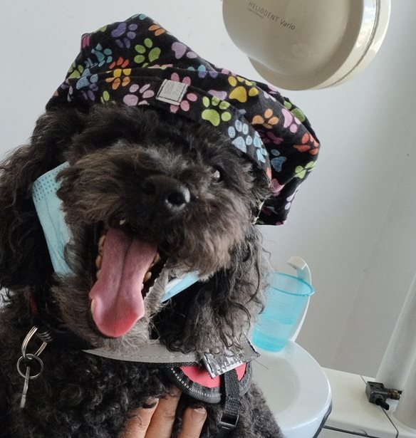 Άριελ: Η σκυλίτσα με "πτυχίο" θεραπευτικής υποστήριξης που διώχνει το άγχος των ασθενών σε οδοντιατρείο