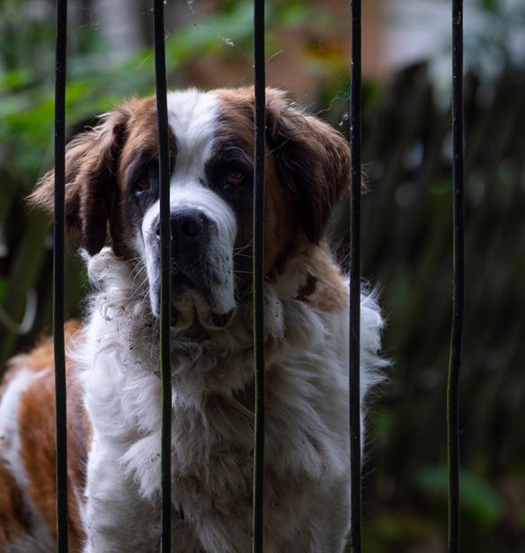 "Έχει παντού τρυπούλες": Άγρια επίθεση σκύλου σε 12χρονο
