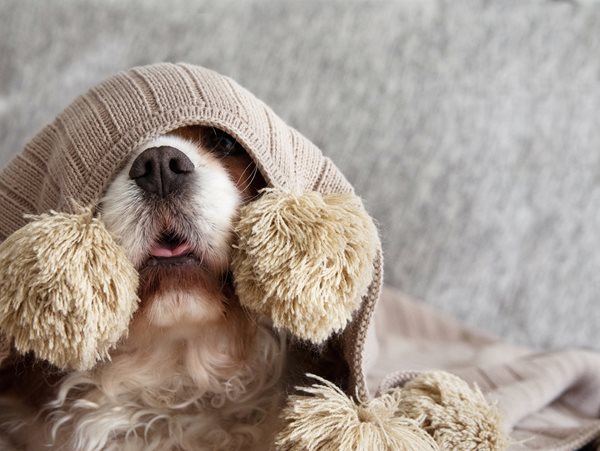 Αθόρυβα πυροτεχνήματα: Η νέα πρωτοβουλία της Ειδικής Γραμματείας για την Προστασία των Ζώων Συντροφιάς