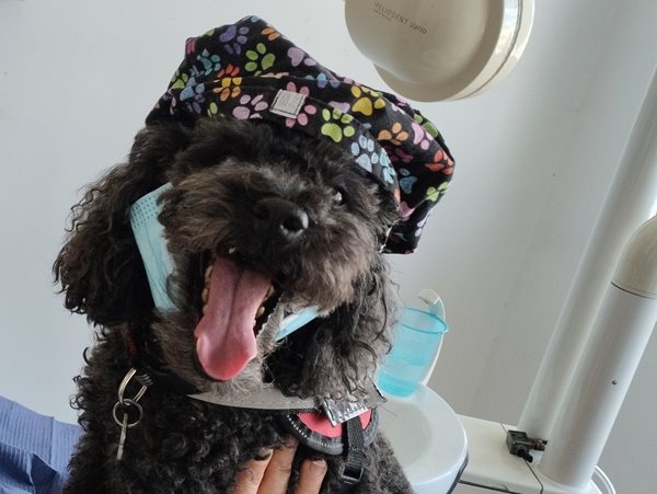 Άριελ: Η σκυλίτσα με "πτυχίο" θεραπευτικής υποστήριξης που διώχνει το άγχος των ασθενών σε οδοντιατρείο