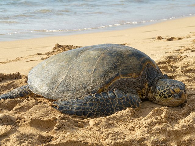 Πώς μια ομάδα μικρών μαθητών κατάφερε να διασώσει μια χελώνα Caretta caretta