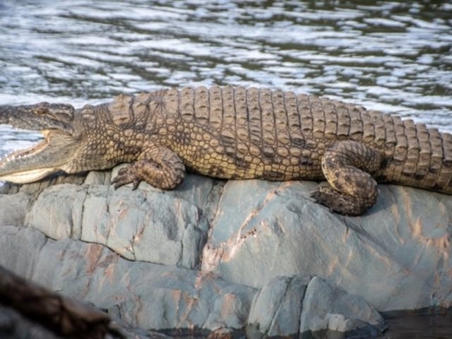Ινδονησία: Κροκόδειλος κατασπάραξε 10χρονο αγόρι σε ποτάμι