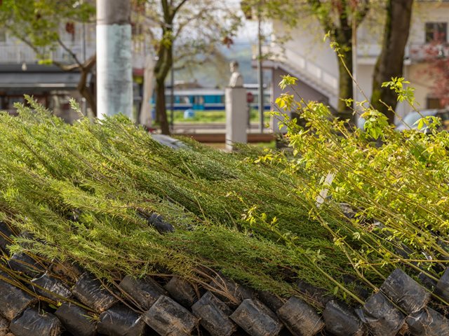 Η δενδροφύτευση στον Δήμο Σιντικής μας ενέπνευσε να μιλήσουμε στα παιδιά για τη σημασία ενός πιο βιώσιμου μέλλοντος