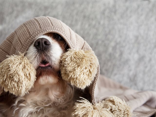 Αθόρυβα πυροτεχνήματα: Η νέα πρωτοβουλία της Ειδικής Γραμματείας για την Προστασία των Ζώων Συντροφιάς