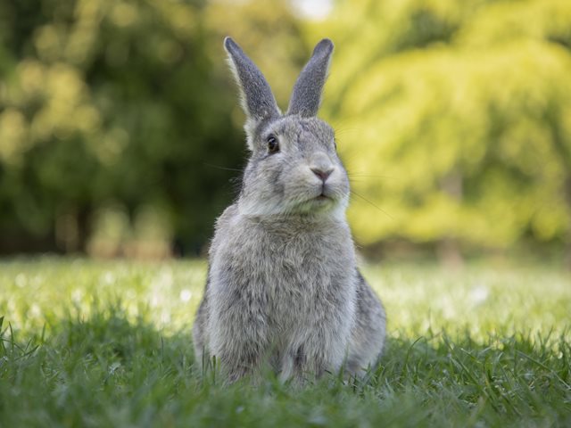 Γέμισαν κουνελάκια τα πάρκα της Αθήνας – Τα παίρνουν δώρα στα παιδιά και μετά τα αφήνουν