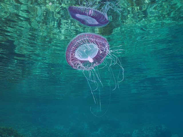 Mωβ μέδουσες - Σε ποιες ακτές υπάρχει έξαρση