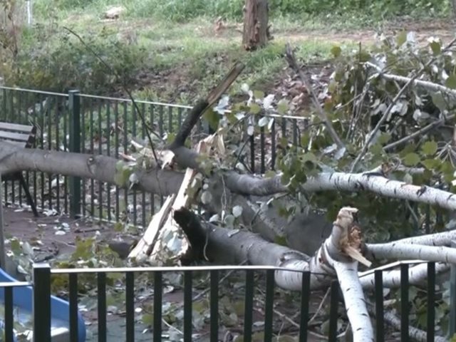 Δέντρο έπεσε σε παιδική χαρά στο Χαϊδάρι - Στο σημείο βρισκόταν μικρό παιδί