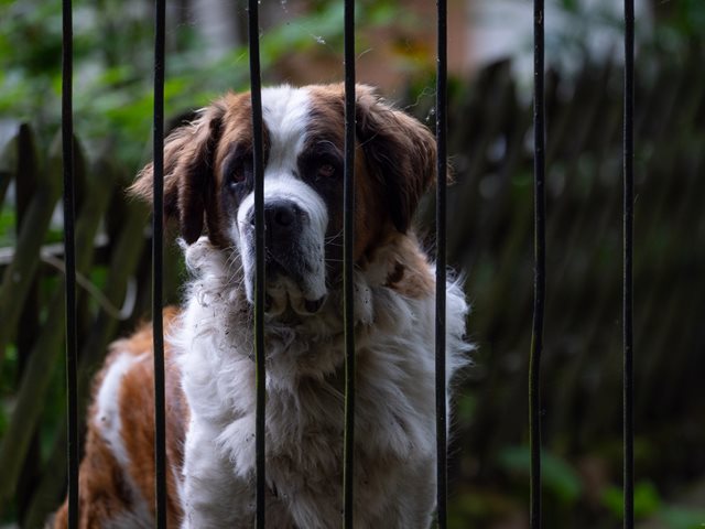 "Έχει παντού τρυπούλες": Άγρια επίθεση σκύλου σε 12χρονο